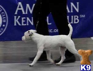 Stud Dogs - Parson Russell Terrier